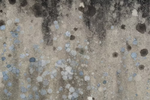 A photo showing mold on a wall.