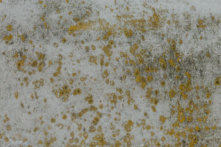 A photo showing yellow mold on a wall.