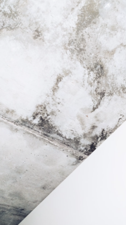 Mold growth on a ceiling.