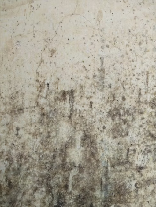 Mold to be treated by water damage restoration experts in Irvine.