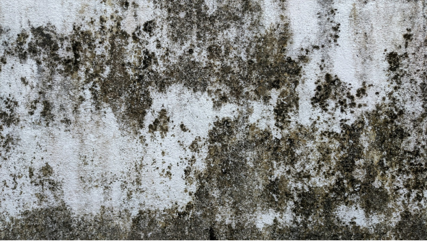 A moldy wall due to water damage